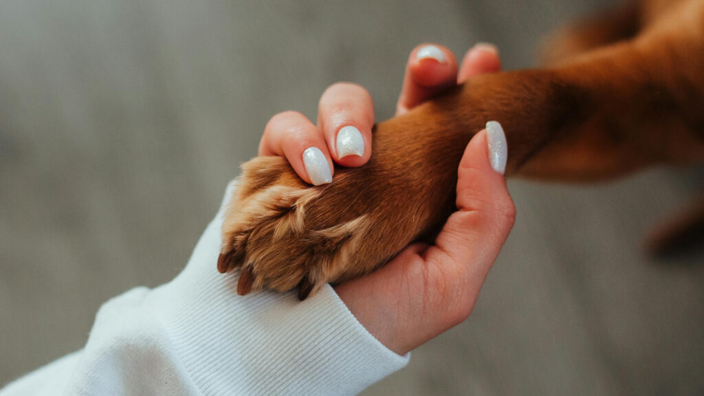 potepleie for hund