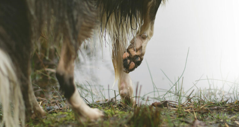 potepleie for hund