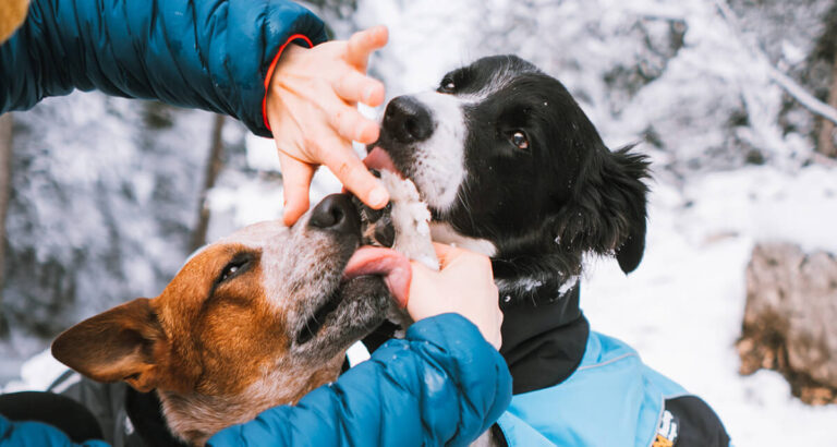 Paw Care, Non-stop dogwear
